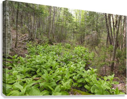 Thoreau Falls Trail - Pemigewasset Wilderness New Hampshire Canvas Print