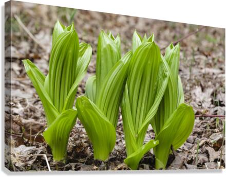 Indian Poke - Veratrum veride Canvas Print
