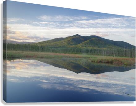 Cherry Mountain - Moorhen Marsh Pondicherry Wildlife Refuge Canvas Print