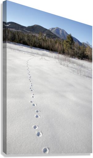 Mount Passaconaway - Albany New Hampshire Canvas Print