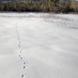 Mount Passaconaway - Albany New Hampshire