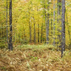 Gale River Road - Bethlehem New Hampshire