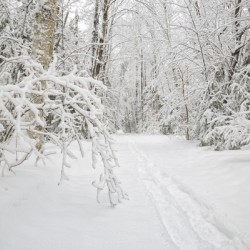 Lincoln Woods Trail - White Mountains New Hampshire