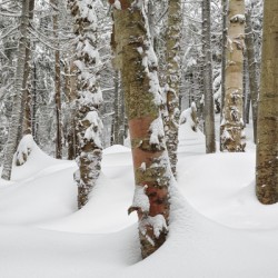 Mount Jim - Kinsman Notch New Hampshire