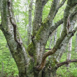 Kinsman Notch - White Mountains New Hampshire