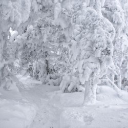 Franconia Notch State Park - Kinsman Ridge Trail