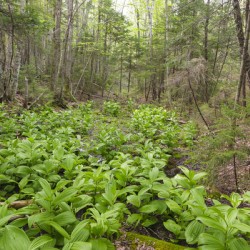 Thoreau Falls Trail - Pemigewasset Wilderness New Hampshire