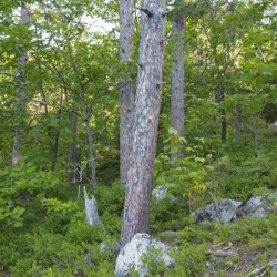 South Moat Mountain - Albany New Hampshire