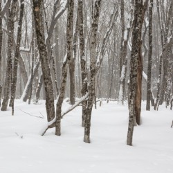 White Mountains New Hampshire - Hardwood forest