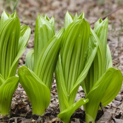 Indian Poke - Veratrum veride