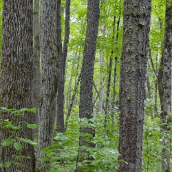 Osseo Trail - White Mountains New Hampshire