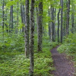 Osseo Trail - White Mountains New Hampshire