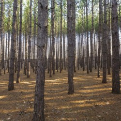 Red Pine Forest - Franconia New Hampshire