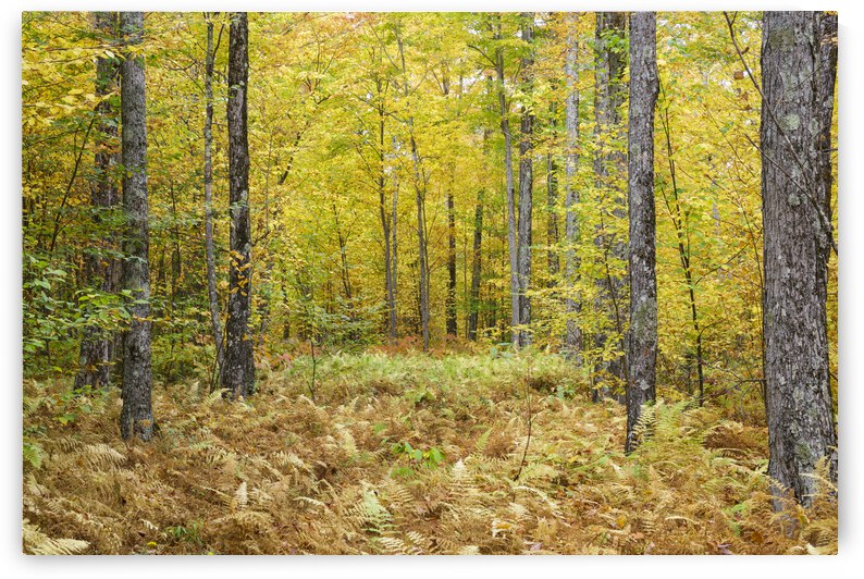 Gale River Road - Bethlehem New Hampshire by ScenicNH Photography