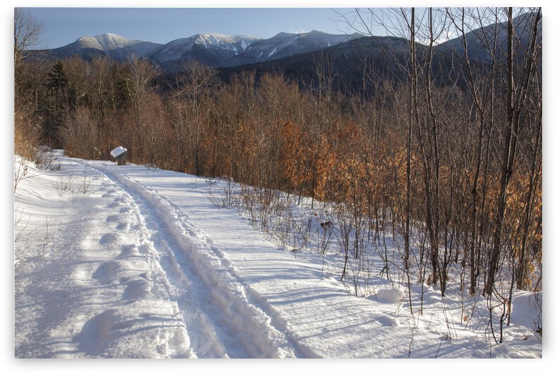 Forest Discovery Trail - White Mountains New Hampshire by ScenicNH Photography
