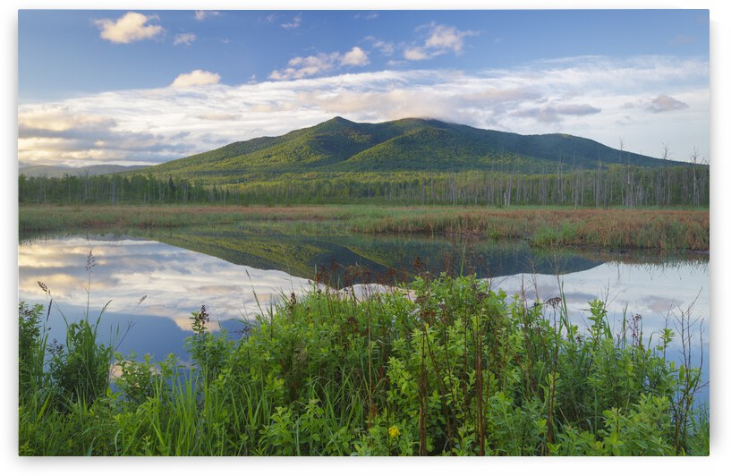 Cherry Mountain - Moorhen Marsh Pondicherry Wildlife Refuge by ScenicNH Photography