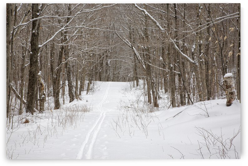 Lafayette Ski Trails - Franconia New Hampshire by ScenicNH Photography