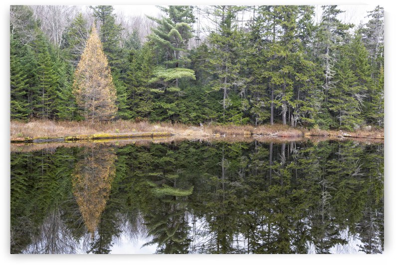 Black Pond - White Mountains New Hampshire by ScenicNH Photography