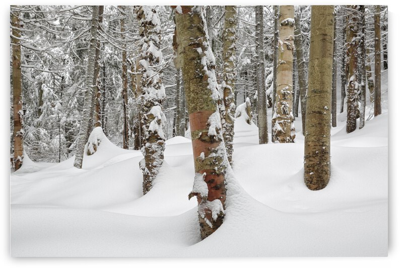 Mount Jim - Kinsman Notch New Hampshire by ScenicNH Photography