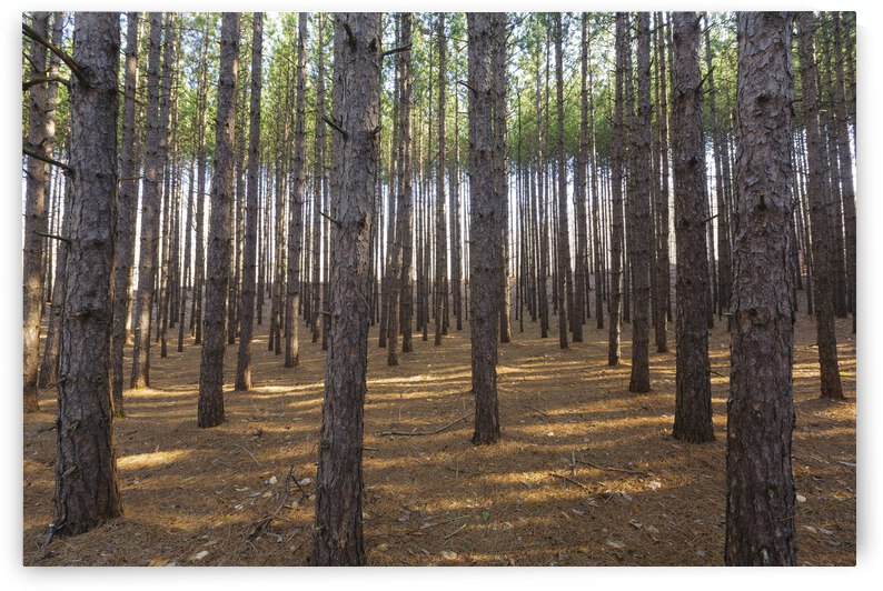Red Pine Forest - Franconia New Hampshire by ScenicNH Photography