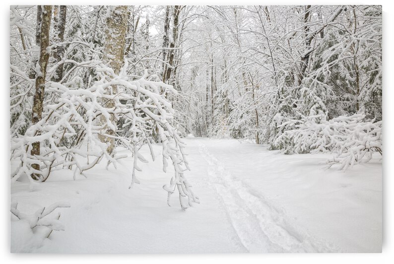 Lincoln Woods Trail - White Mountains New Hampshire by ScenicNH Photography
