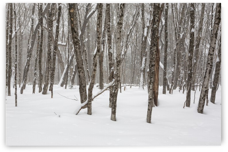 White Mountains New Hampshire - Hardwood forest by ScenicNH Photography