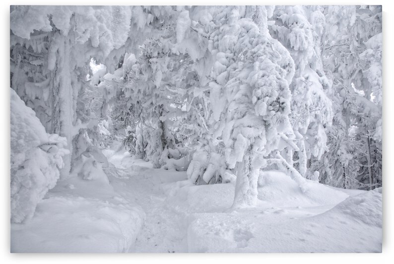 Franconia Notch State Park - Kinsman Ridge Trail by ScenicNH Photography