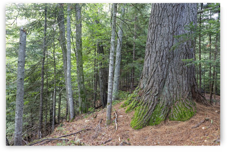 Eastern White Pine - White Mountains New Hampshire by ScenicNH Photography