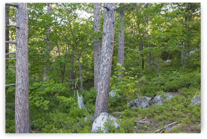 South Moat Mountain - Albany New Hampshire by ScenicNH Photography
