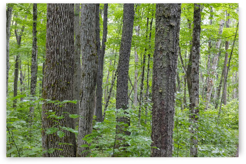 Osseo Trail - White Mountains New Hampshire by ScenicNH Photography