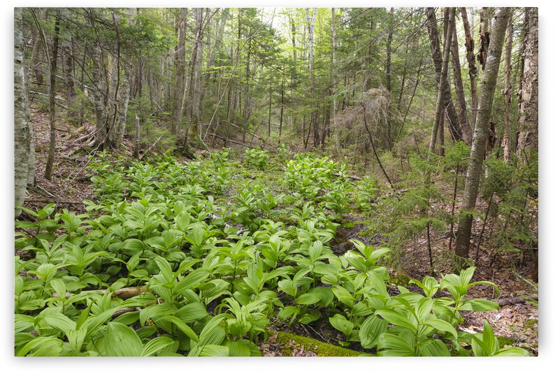 Thoreau Falls Trail - Pemigewasset Wilderness New Hampshire by ScenicNH Photography