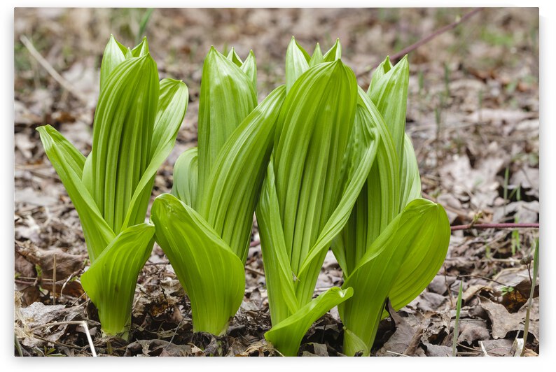 Indian Poke - Veratrum veride by ScenicNH Photography