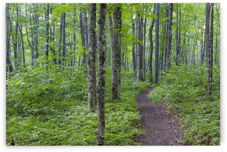Osseo Trail - White Mountains New Hampshire by ScenicNH Photography
