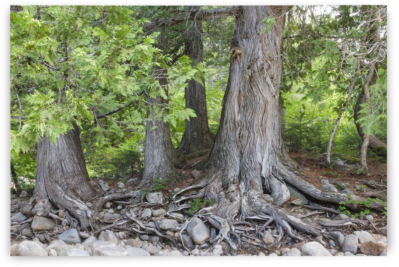 White Cedar Trees - Pemigewasset Wilderness New Hampshire by ScenicNH Photography