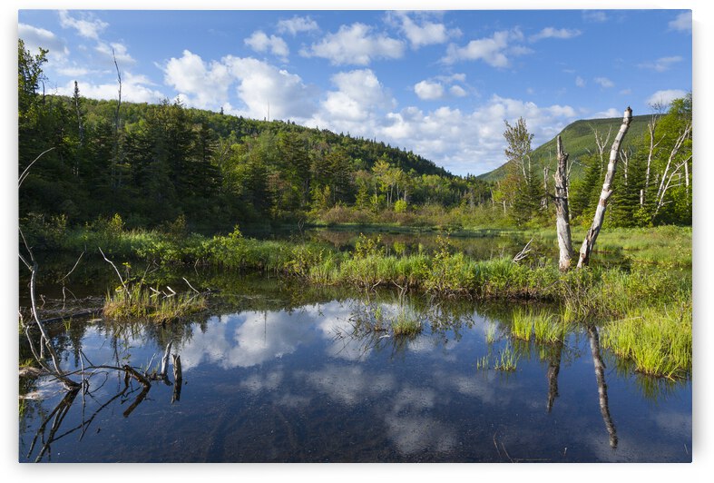 Zealand Pond - White Mountains New Hampshire by ScenicNH Photography