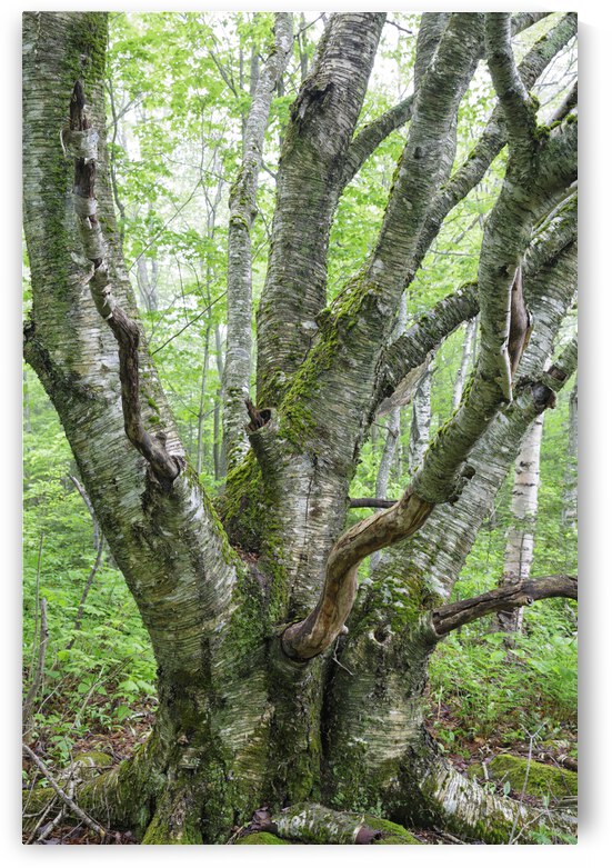 Kinsman Notch - White Mountains New Hampshire by ScenicNH Photography