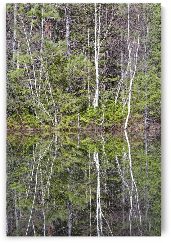 Kancamagus Highway - White Mountains New Hampshire by ScenicNH Photography