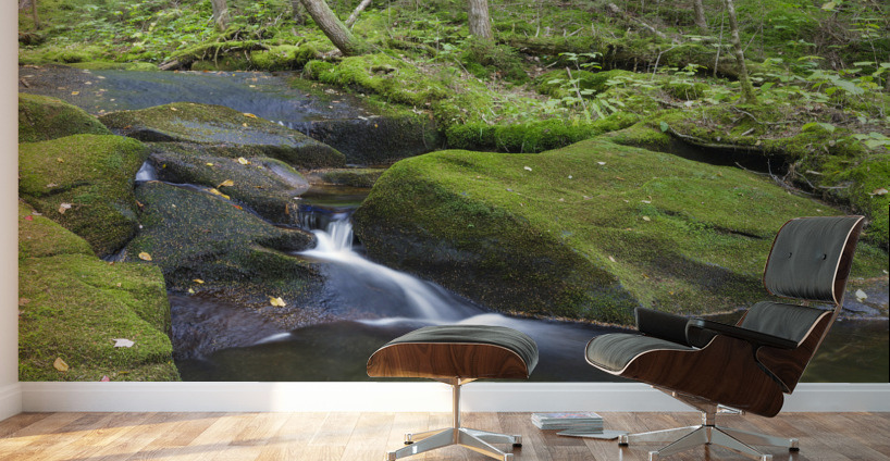Scarface Brook - Bethlehem New Hampshire Wall Murals