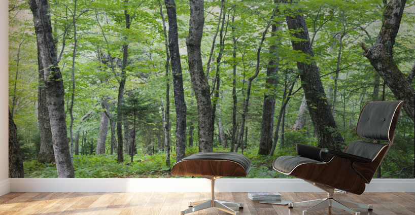 Hardwood Forest - Lafayette Brook Scenic Area New Hampshire Wall Murals