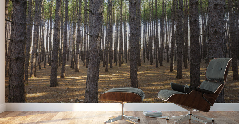 Red Pine Forest - Franconia New Hampshire Wall Murals