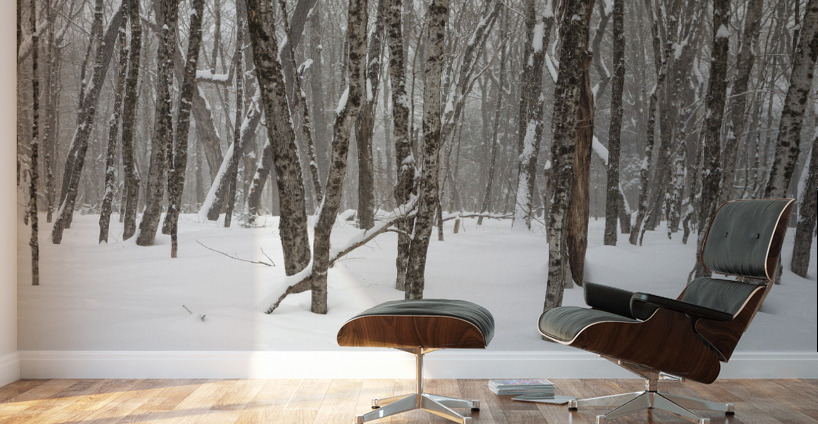 White Mountains New Hampshire - Hardwood forest Wall Murals