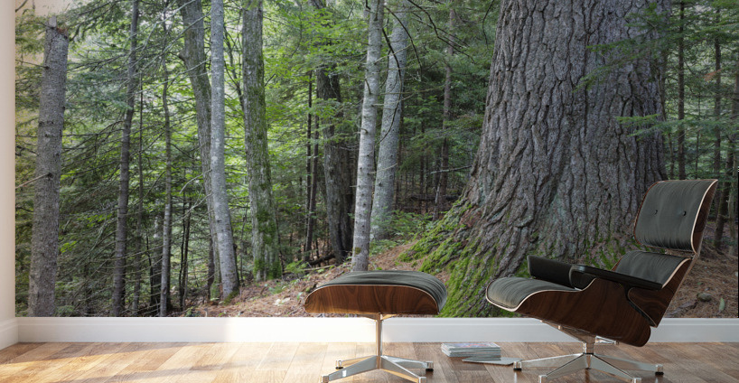 Eastern White Pine - White Mountains New Hampshire Wall Murals