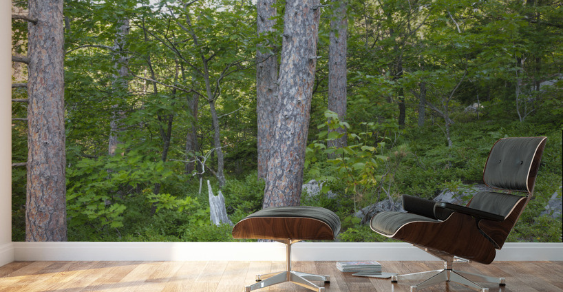 South Moat Mountain - Albany New Hampshire Wall Murals