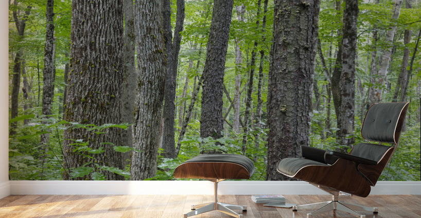 Osseo Trail - White Mountains New Hampshire Wall Murals