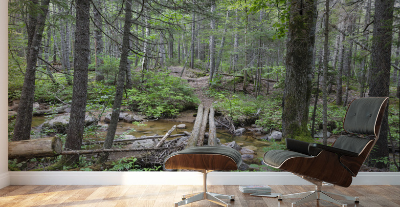 Nancy Pond Trail - Pemigewasset Wilderness New Hampshire  Wall Murals