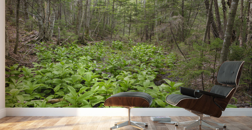 Thoreau Falls Trail - Pemigewasset Wilderness New Hampshire Wall Murals