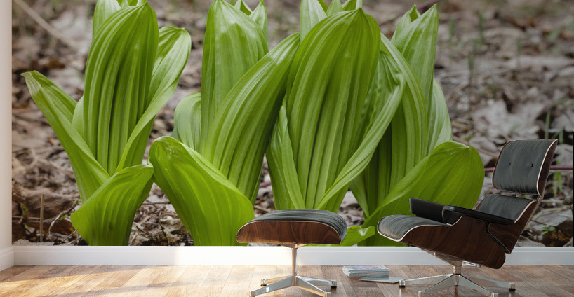 Indian Poke - Veratrum veride Wall Murals