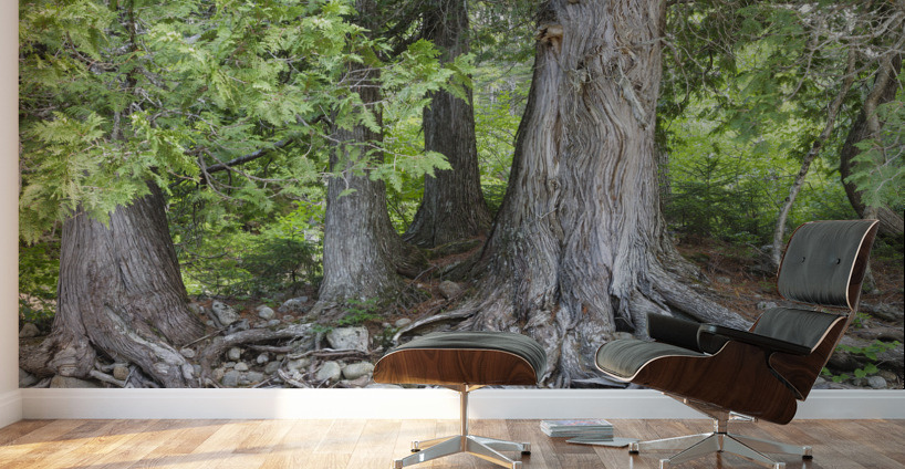 White Cedar Trees - Pemigewasset Wilderness New Hampshire Wall Murals