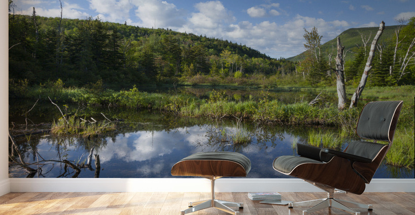 Zealand Pond - White Mountains New Hampshire Wall Murals