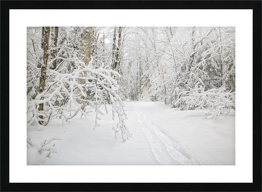 Lincoln Woods Trail - White Mountains New Hampshire Picture Frame print